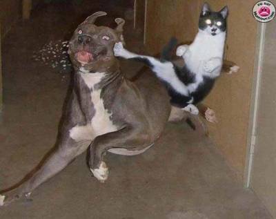ya salame